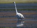 Elkhorn Slough 008